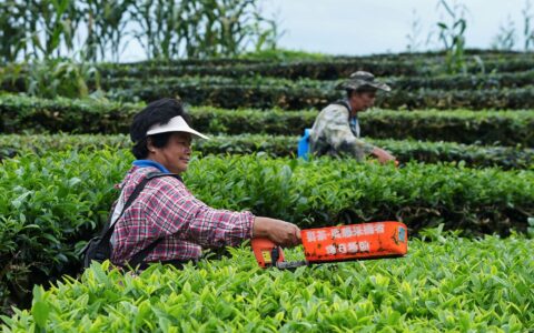 标准种植、好茶出圈！普洱茶农日子越过越红火